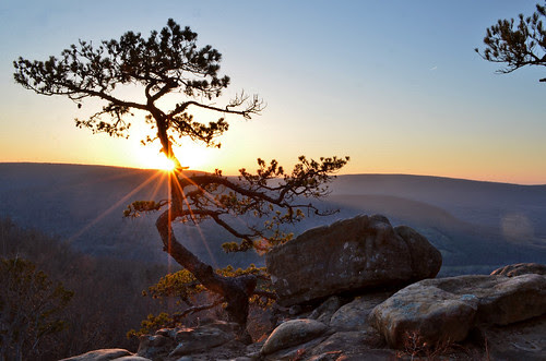 Tree Star by Jeka World Photography