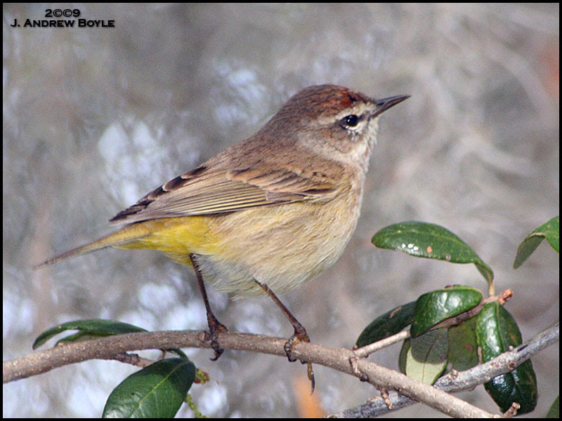 Western Palm Warbler