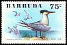 Royal Tern Thalasseus maximus Royal Tern Thalasseus maximus