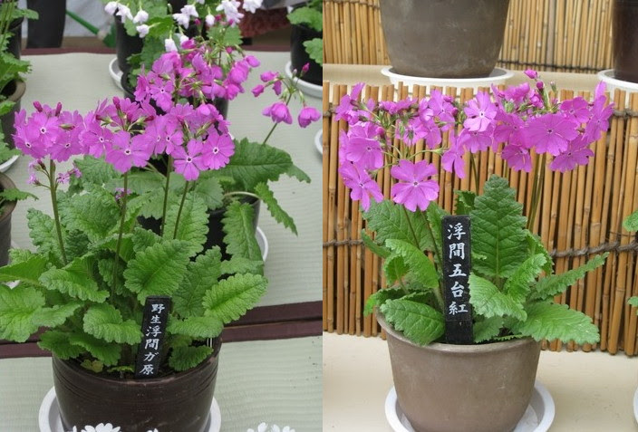 庄内の日本桜草栽培日誌 展示会場画像 2