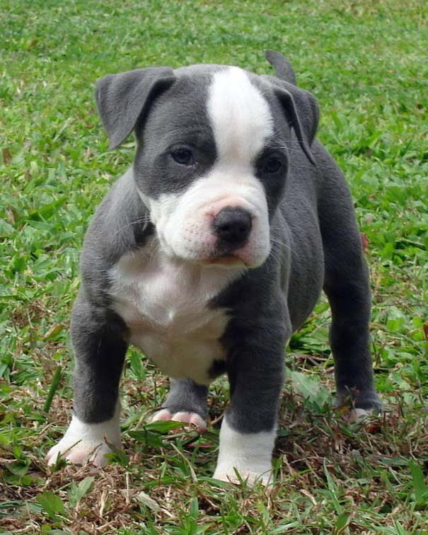 20 λόγοι που θα σας αλλάξουν γνώμη για τα Pit Bull (19)