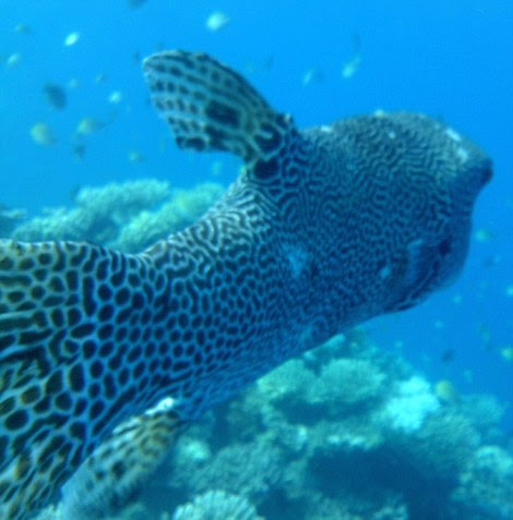 There is a huge array of weird and wonderful fish under the surface just a few hundred metres off the island