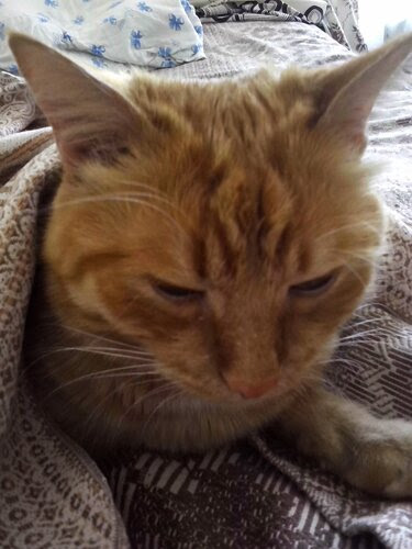 Милый котик