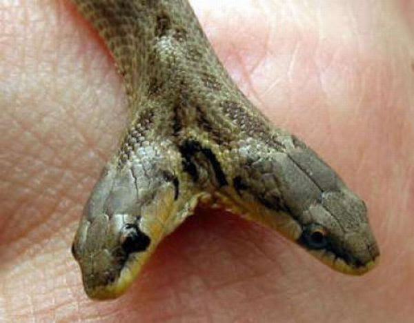 Two-Headed Snakes (28 pics)