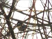 Updated the art of basketry, most update!