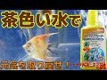 テトラ ブラック ウォーター 239089-テトラ ブラックウォーター ベタ