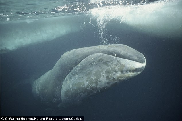 Scientists may have discovered the key to prolonging human life after studying the genes of bowhead whales