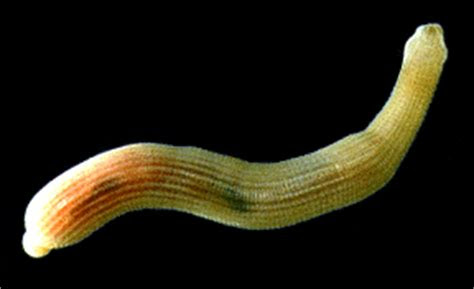 sipuncula junglekeyfr image