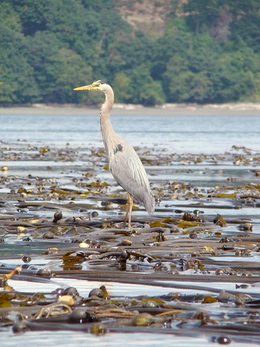 2008-07-06 Albert Head to Wittys 473