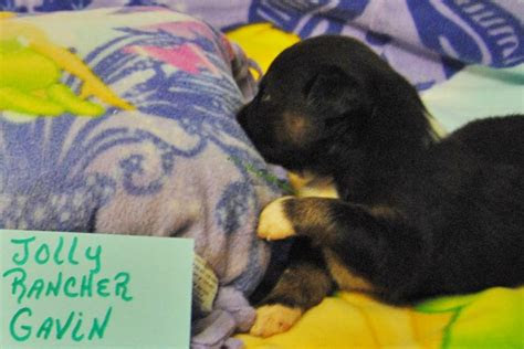 The oil that soaked into the wood will provide the protection; Shamrock Rose Aussies - ï»¿ï»¿ï»¿ Welcome to Shamrock Rose