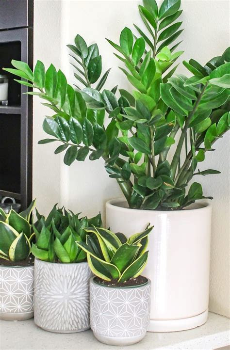Gardening is a fun hobby, and if you're successful, you'll have your own beautiful flowers and n. Top 8 low maintenance house plants for beginners - My