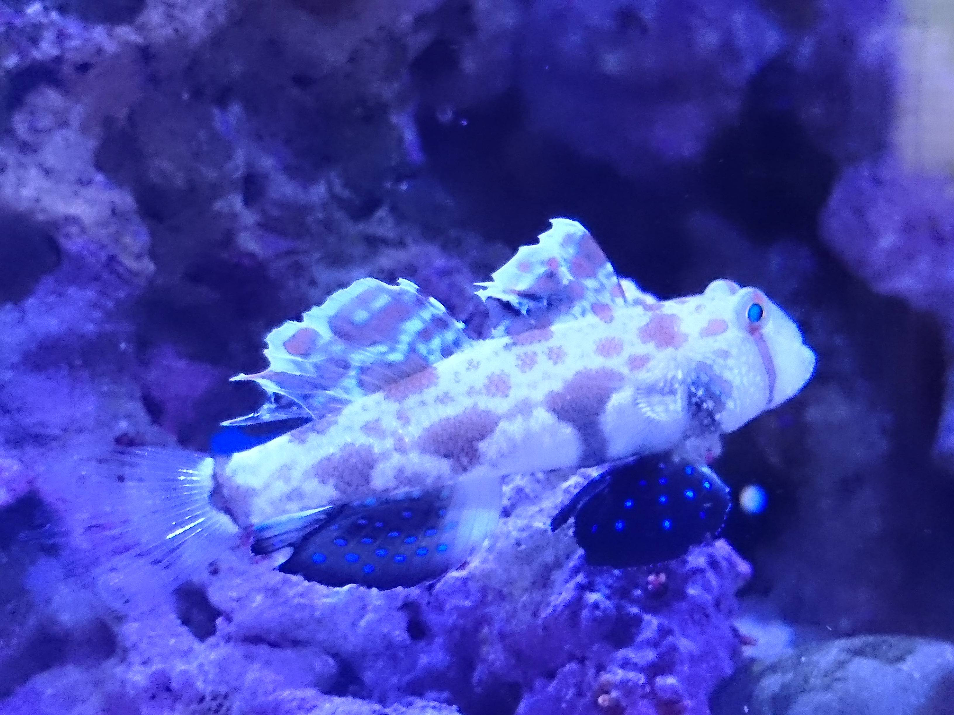 カニハゼ君が尾ぐされ病で治療中です 30cm水槽の海水魚飼育
