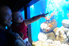with nemo