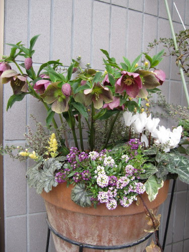 Berry S Garden 冬の寄せ植え