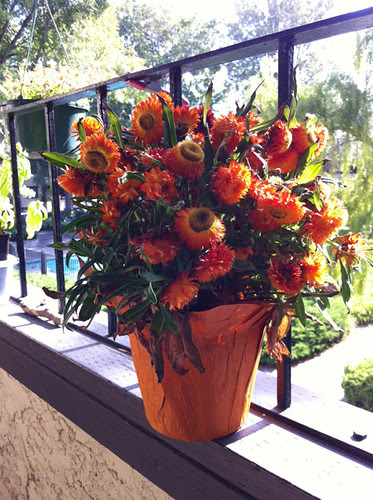 August 2011: Strawflowers by apple-pine