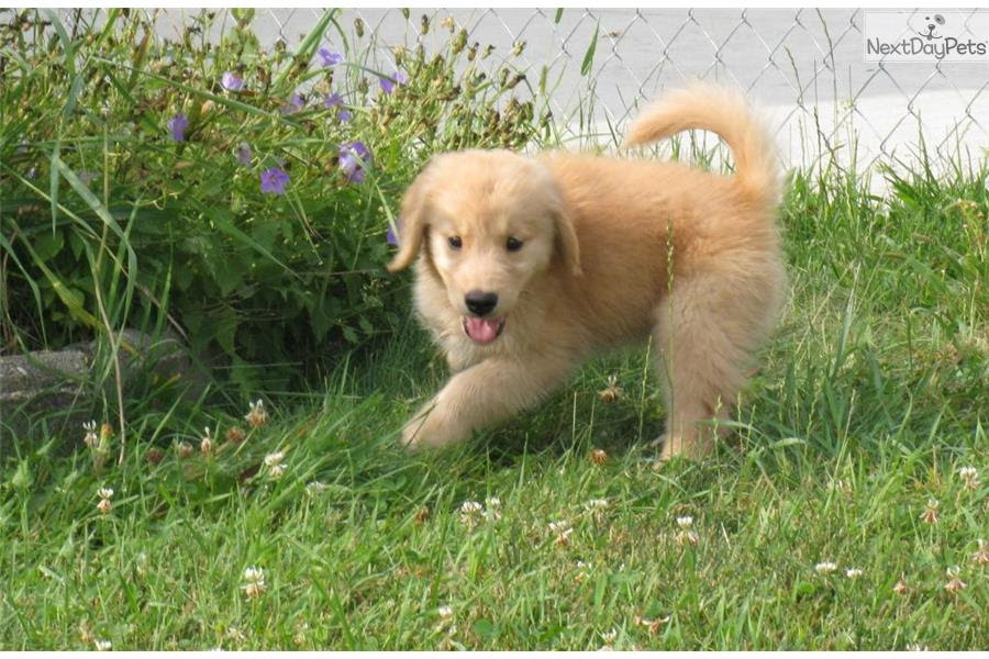 Golden Retriever puppy for sale near St Cloud, Minnesota ...