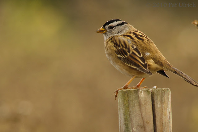 White-crowned sparrow