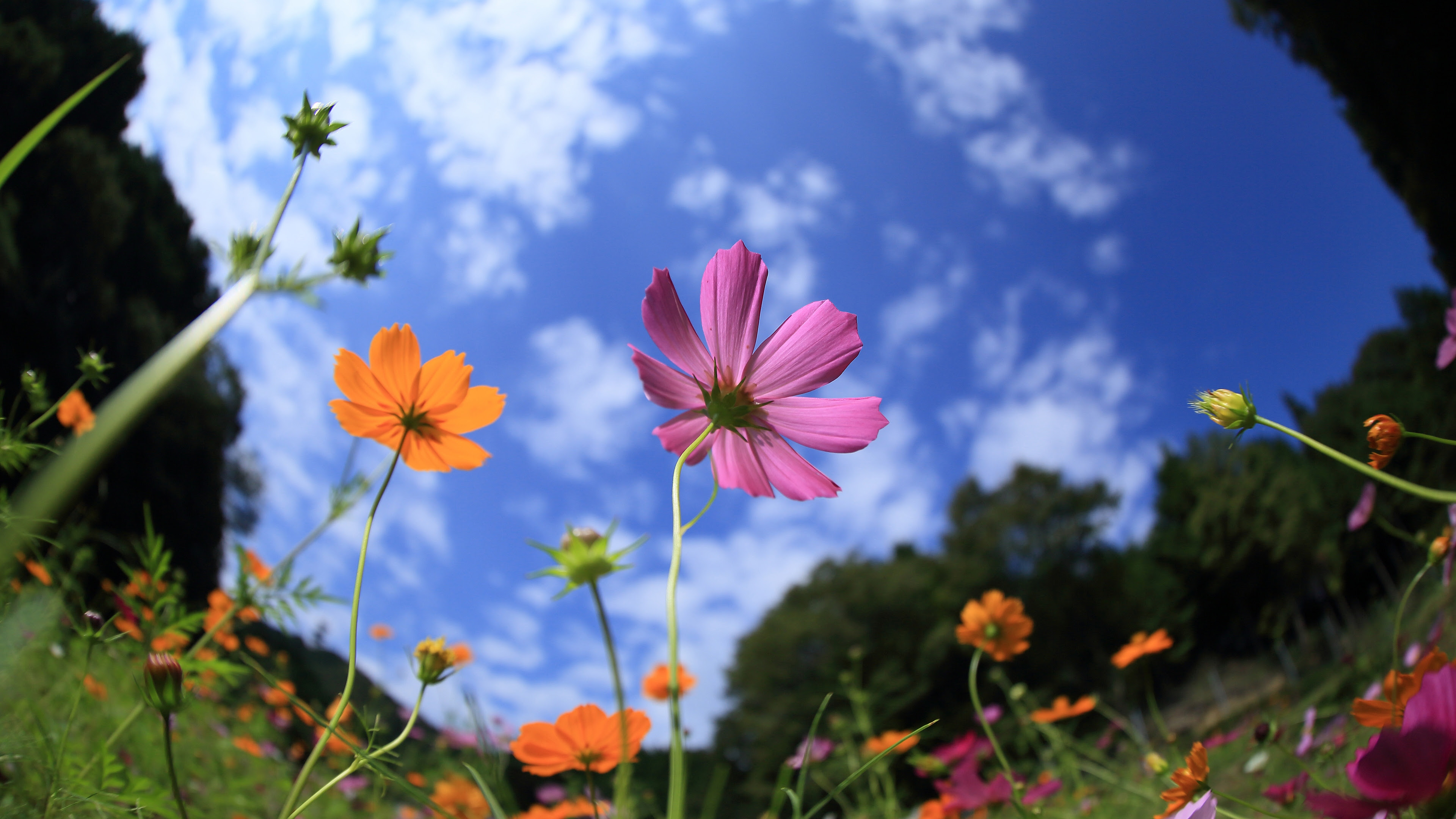 4k 12年 秋の京都壁紙その1 計9枚 壁紙 日々駄文