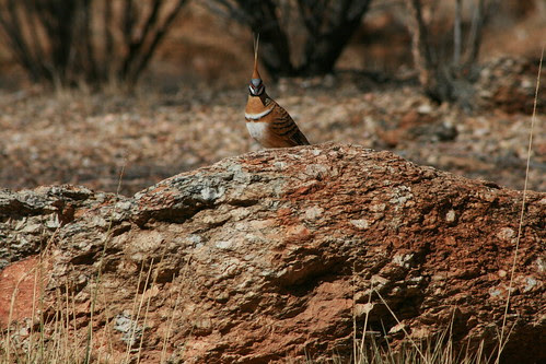 Spinifex Pigeon Geophaps plumifera