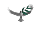 Dove Pictures, Images and Photos