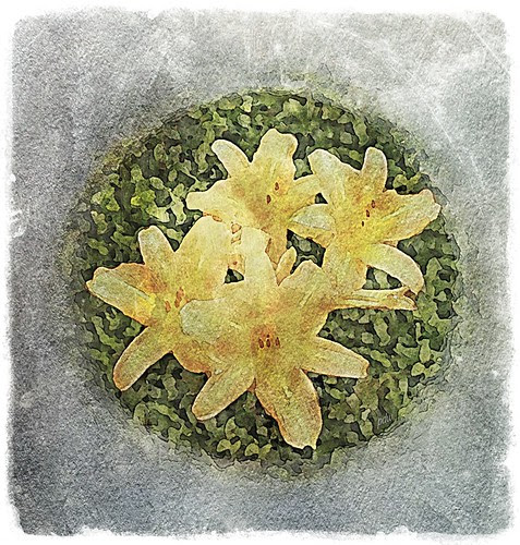 Filtered Flowers by pdw's atelier