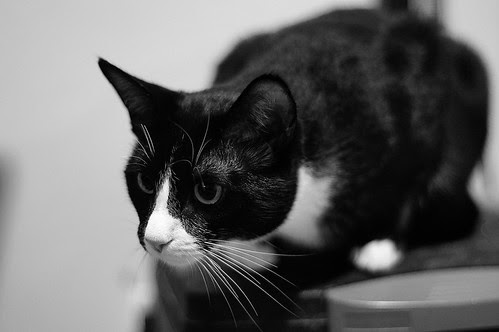 Programmer's Kitty is stalking a piece of lint, keeping busy until #caturday  arrives. by pvera