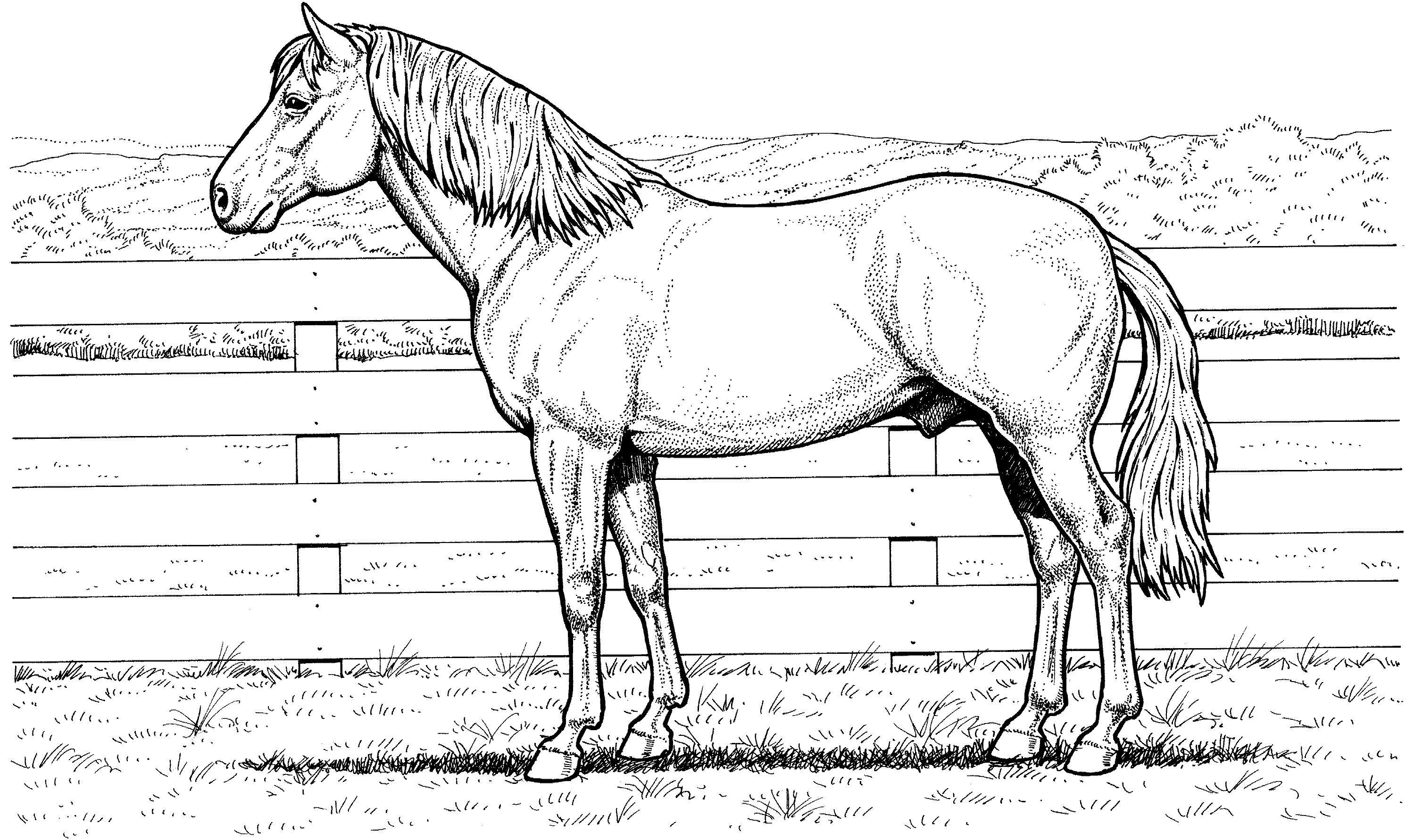 Download Realistic horse coloring pages to download and print for free