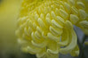 Kissallthemum..
