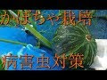 [最も好ましい] カボチャ 害虫 画像 224894-カボチャ 害虫 画像