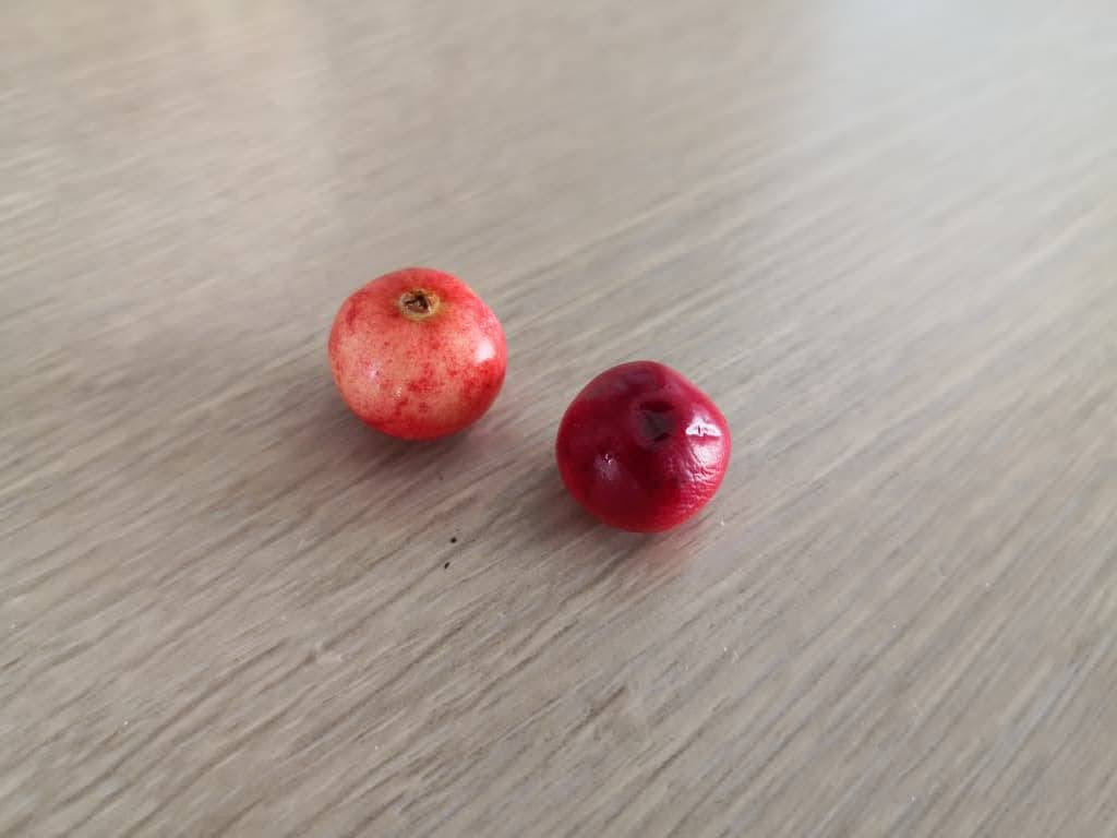 クランベリー成長日記 その１ お迎えとちょこっとジャムづくり ぴすけの庭