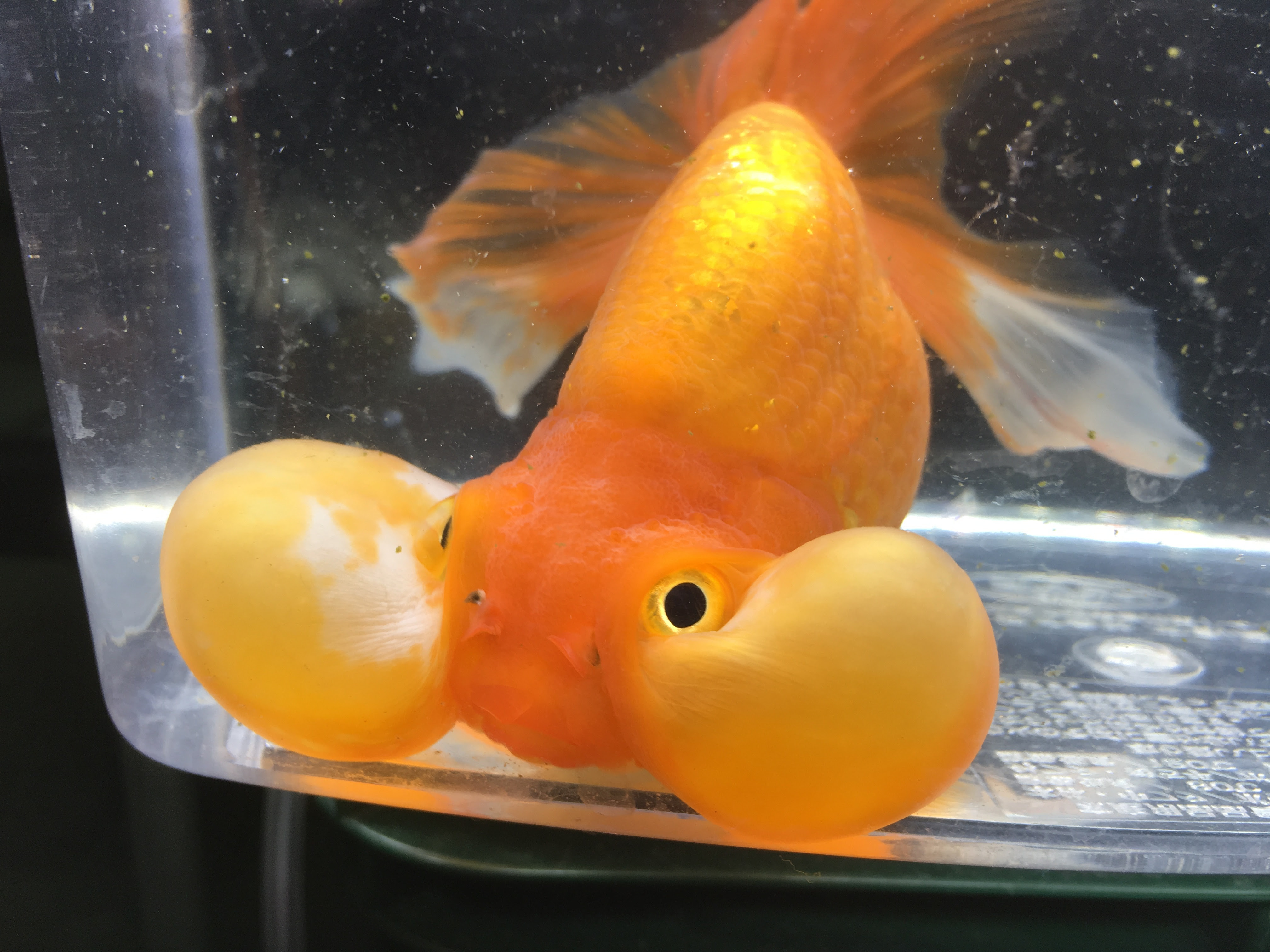 新種の金魚作ろうぜ 水泡眼の水泡再生の考察