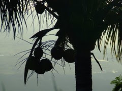 2006_0415Bicol0294