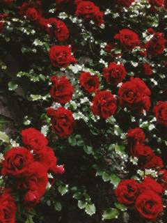 Розы