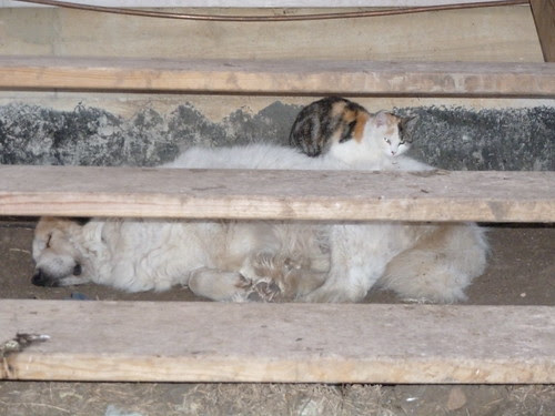 Soft Bed