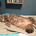 Riga Mortis In Cats / It is indeed possible and common for eyes to open after death, even if they were closed at the time .