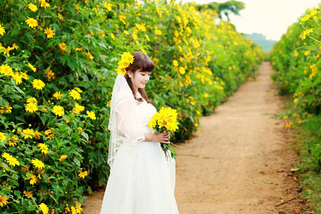 Hình ảnh bông hoa, cách đồng hoa Dã Quỳ đẹp ngỡ ngàng