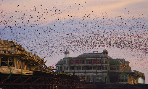 Starlings Swarming over West Pier by tommy martin