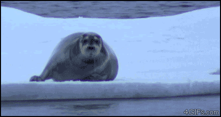 animated gif: seal sitting on ice doesn't notice as polar bear peeks over the back edge
