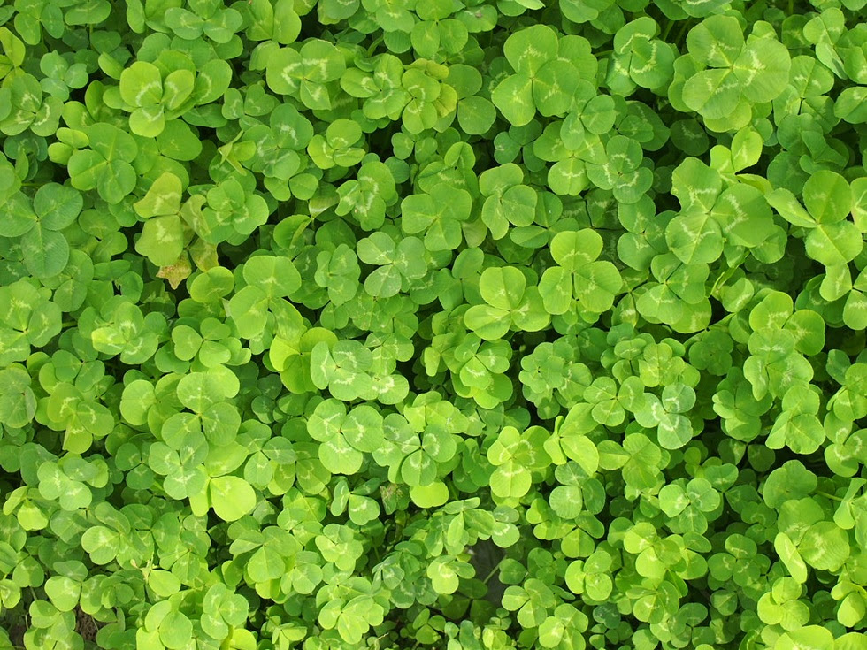 ５つ葉以上のクローバー