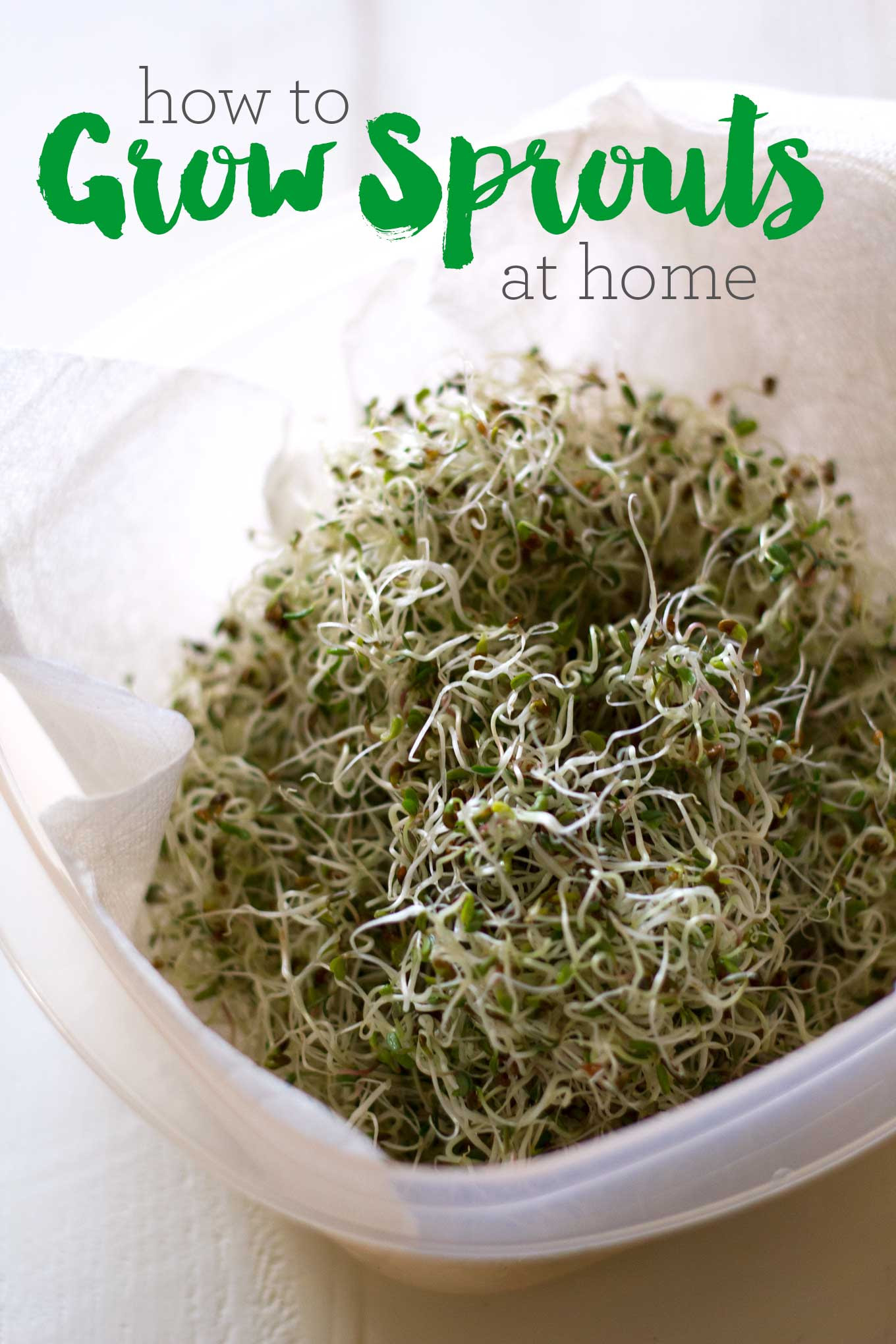 How to Grow Sprouts at Home | Eat Within Your Means