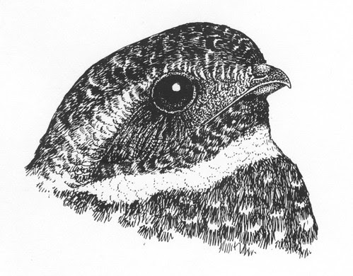 Fred the Common Nighthawk