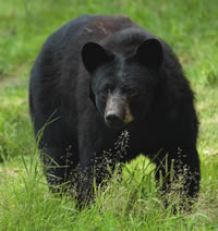Shenandoah National Park Temporarily Closes Trails Due to Unusual Bear Activity