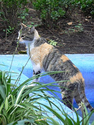 chat tigré casa azul.jpg