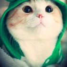 Frog hoodie