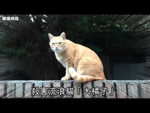 猫の話題 猫虐待の犯人 裁判所を出たところで猫大好き民に目潰しされ失明 台湾 おなやみ通信