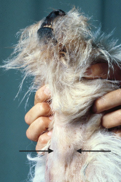 Prostate Cancer Symptoms In Females / Bladder stones. Causes, symptoms, treatment Bladder stones - Your doctor will want to discuss treatment options as well as the prognosis for bladder cancer.