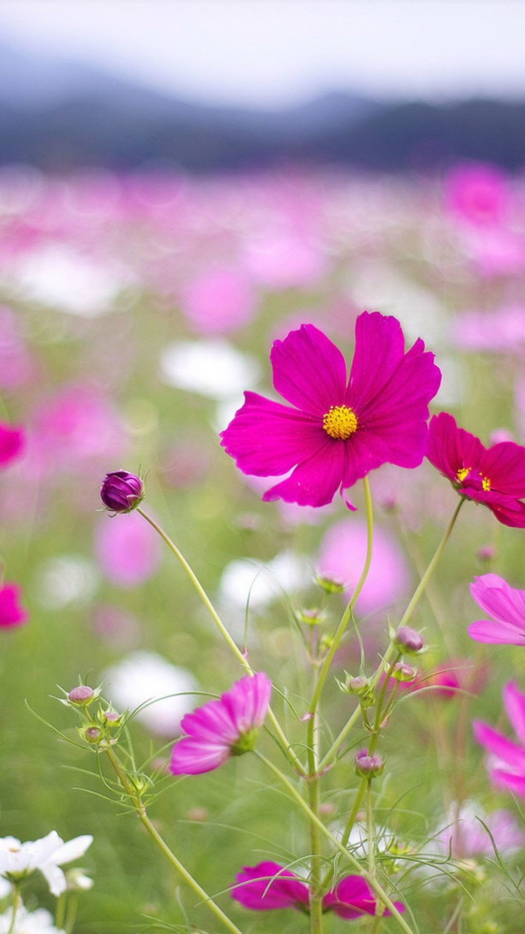 Beautiful Wallpapers for Mobile Phone - WallpaperSafari