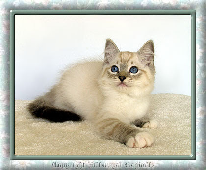 Lynx Point Ragdoll Cats