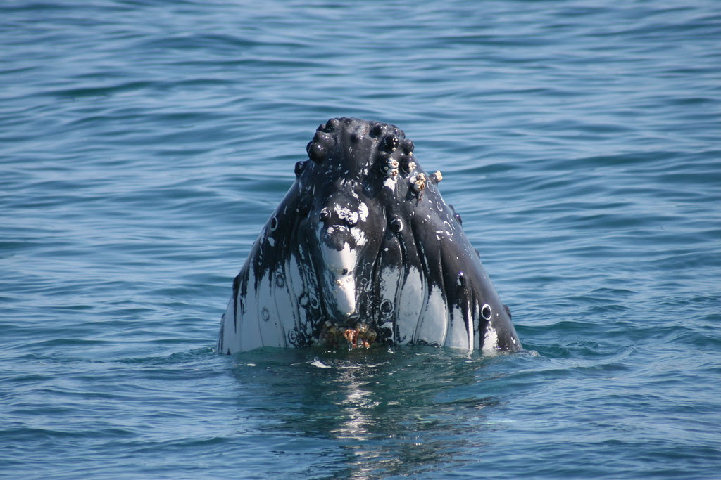 Whale Watching 19/8/2010