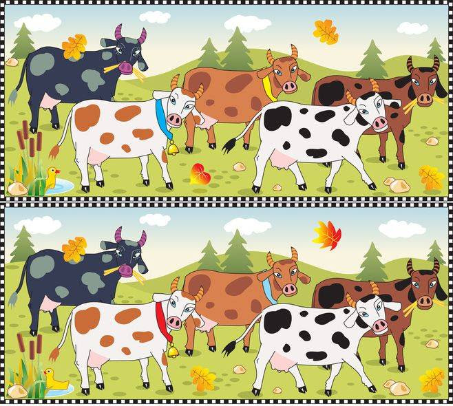 Ausmalbild Suchbilder für Kinder: Kühe kostenlos ausdrucken